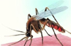 Dengue fever in Udupi; many new cases reported